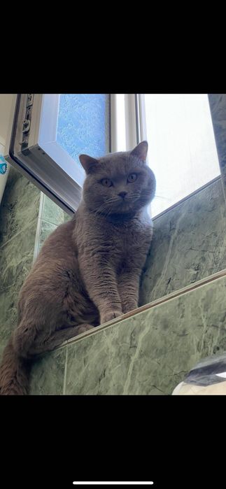 Британски късокосмести котета