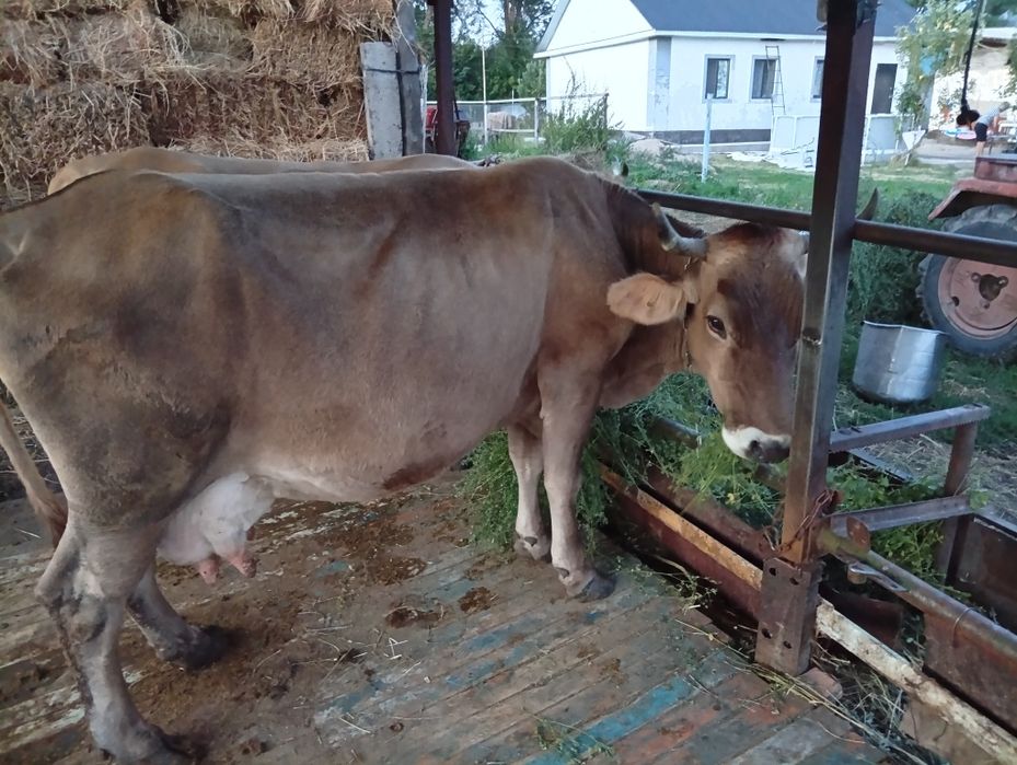Продам 2 коровы,