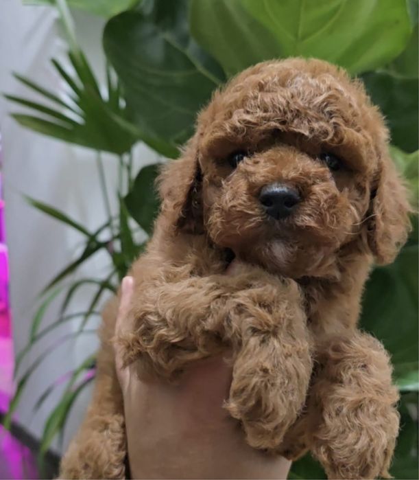 Продам карликовых пуделей