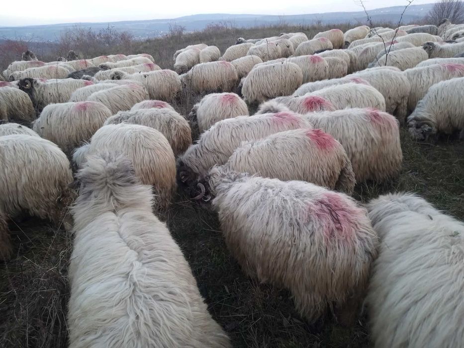 Vând 5 oi pentru sacrificare