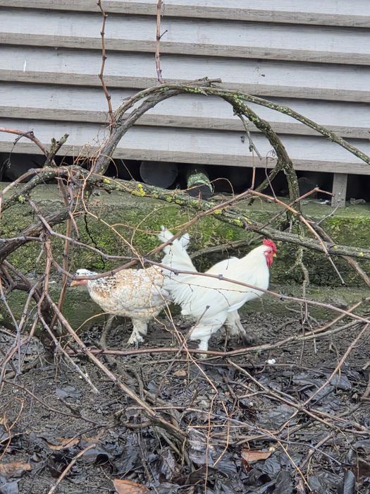 Декоративни Петлета и кокошки