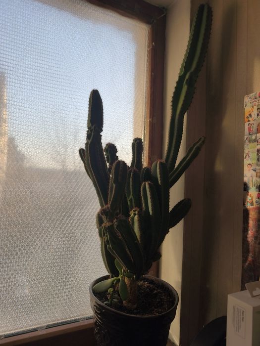 Срочно продам цветы