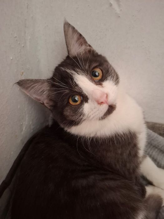 Кот кошка котенок