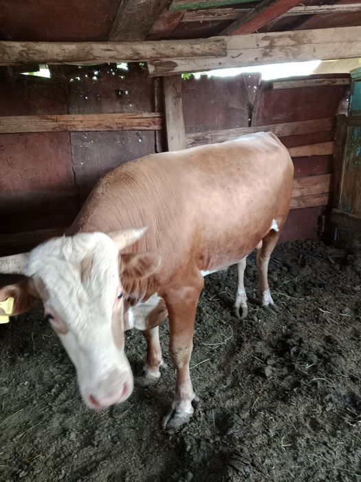 Срочно продам бычков