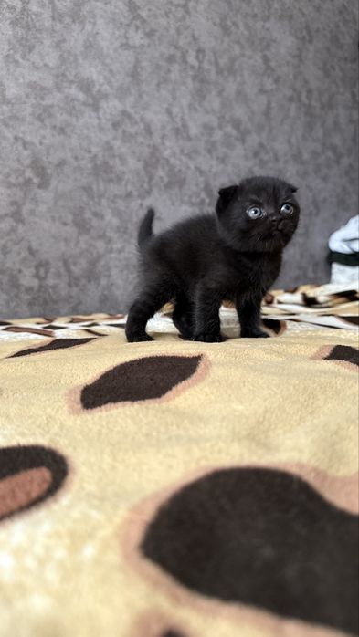 Котята отличной вязки ХайленаФолда и СкотишСтрайт