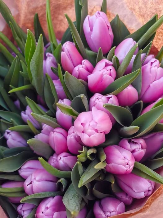 Тюльпаны только оптом