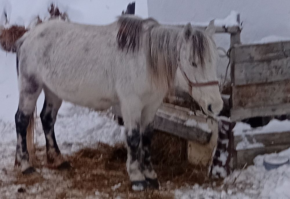 Обменяю кобылу на баранов