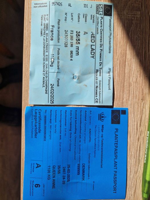 Cartofi de samanta din Clasa A si E