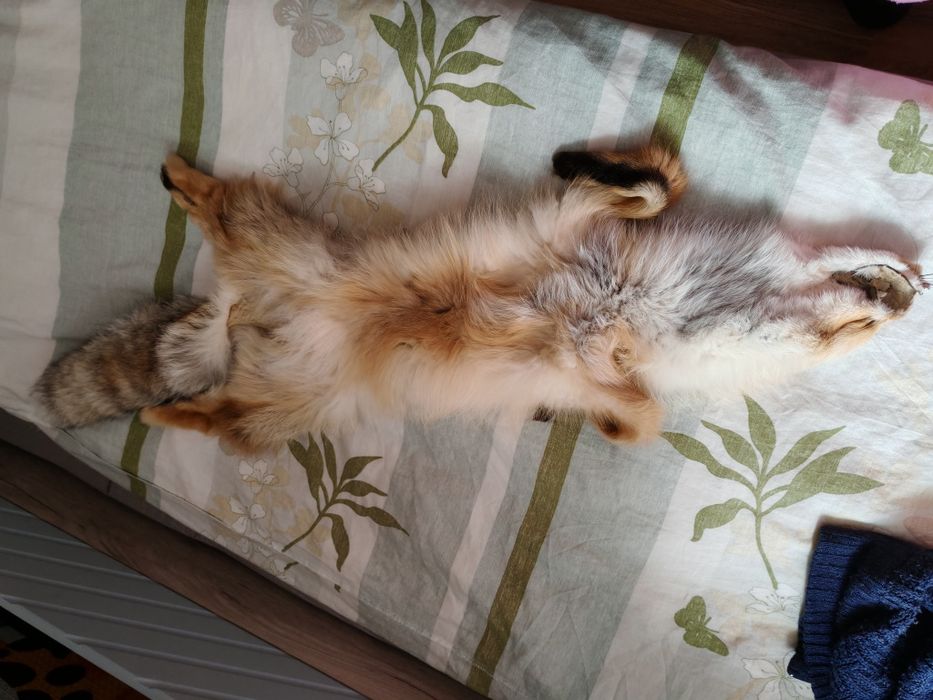 Продам чулок лисы