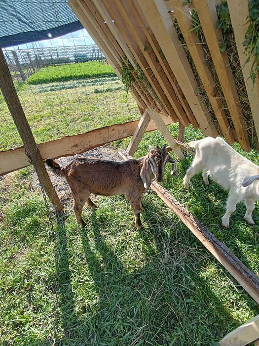 Vind capra cu 2 iezi Metisa  Anglo - Nubiana