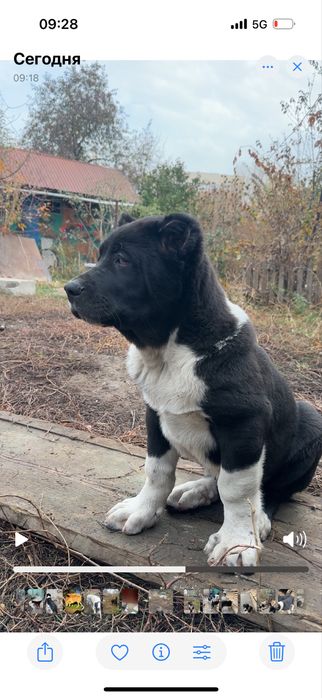 Супер щенки Алабая, төбет