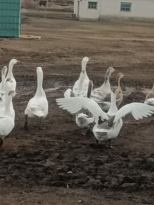 Продам 7 Самок гусынь