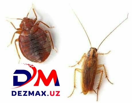 ДИҚҚАТ! Акция -10% (Дезенсекция Дезинфекция Клопа Таракан)