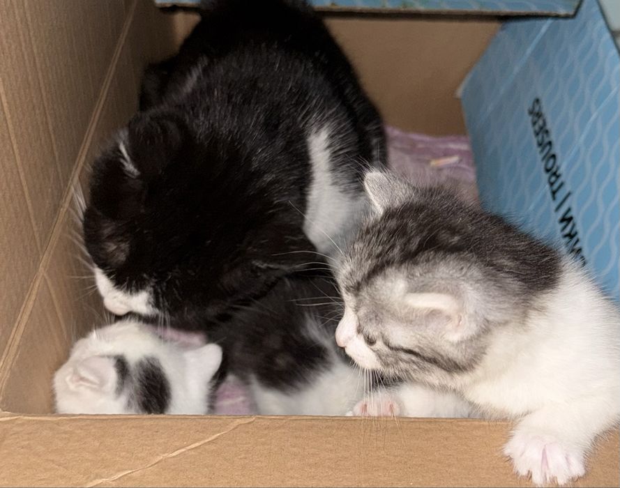 Котенок,кот,кошка,котята