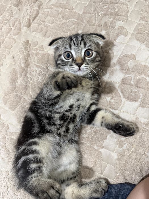 Шотландский кот