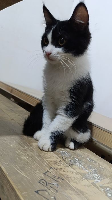 Отдам бесплатно котят