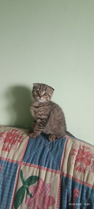 Британец котенок