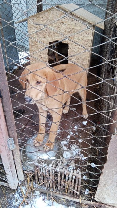 Гончак 5 месяцев