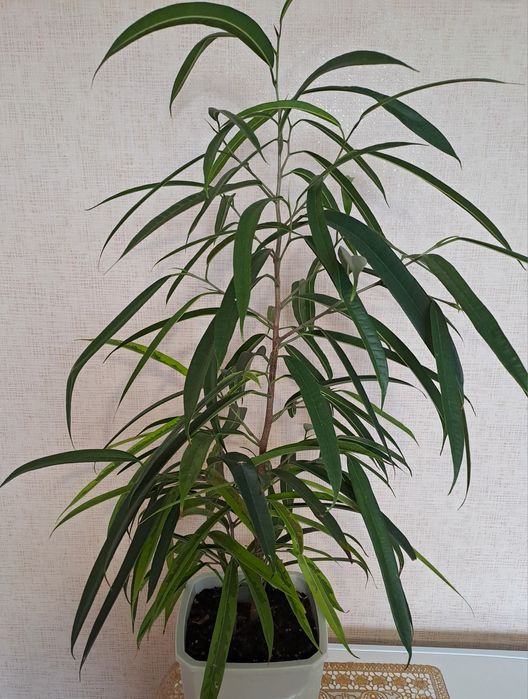 Продам комнатные растения