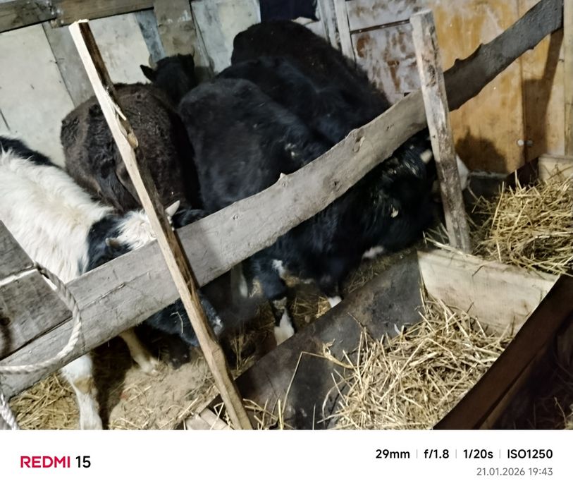 Продам коров и тёлочек