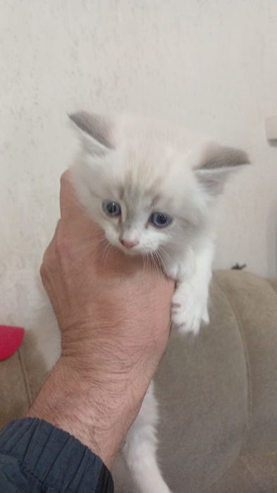 Отдам котят в добрые руки