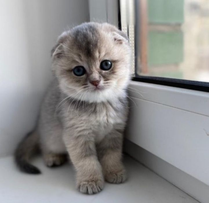 Шиншиллы голубое золото