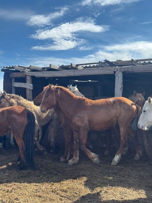 Айгыр сатылады 6 жасар