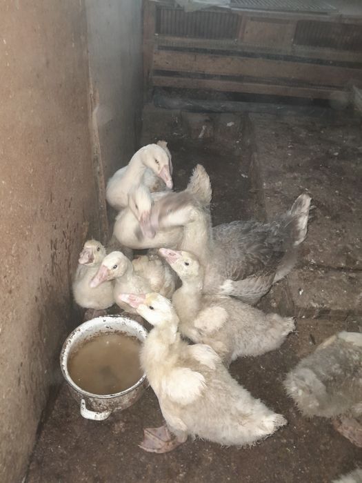 Продам гусят домашних.