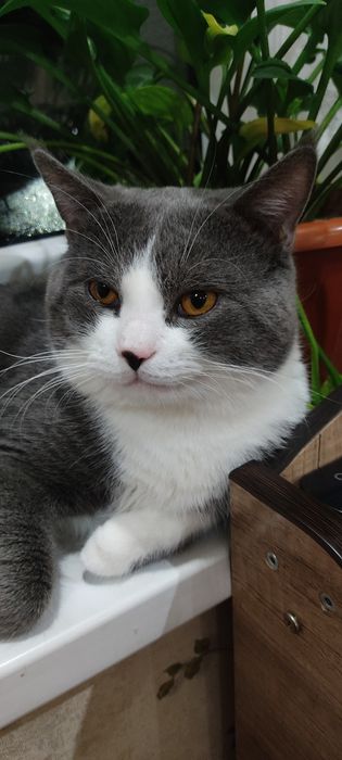 Продаём кота в добрые руки