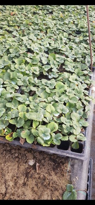 Stoloni capsuni 4 ron