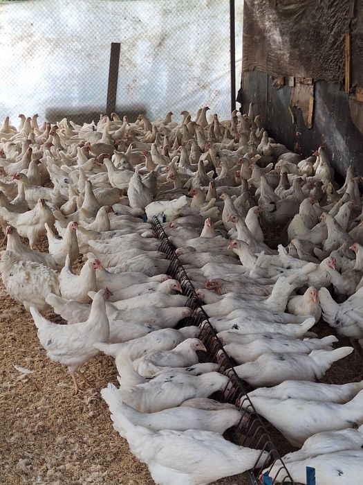 Куры несушки Коррал Ник