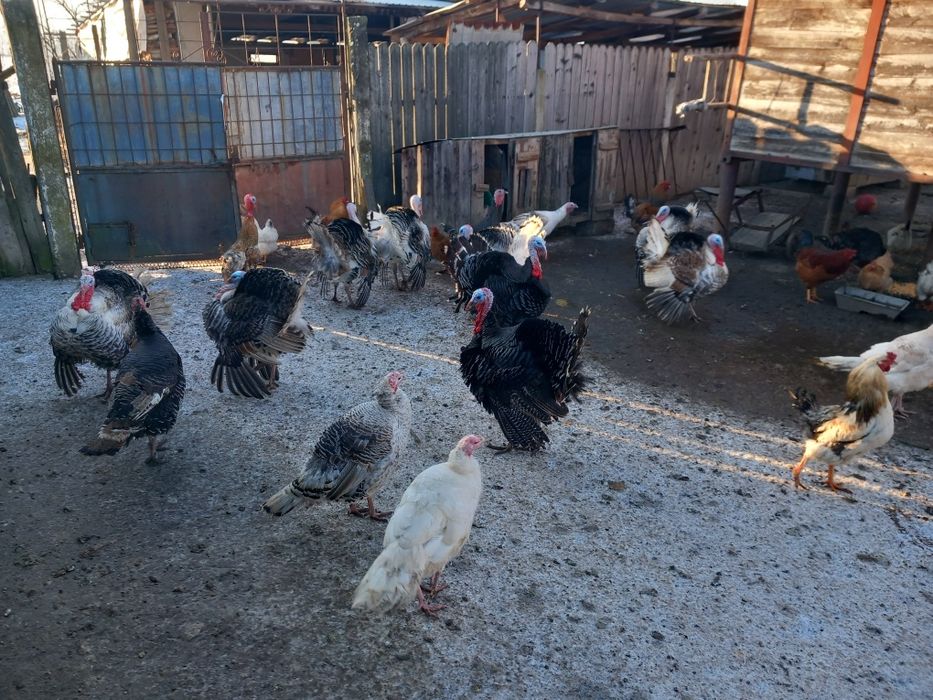 Vind curcani și curci