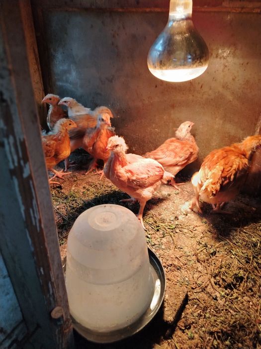 Поладки, пилета, породи за яйца