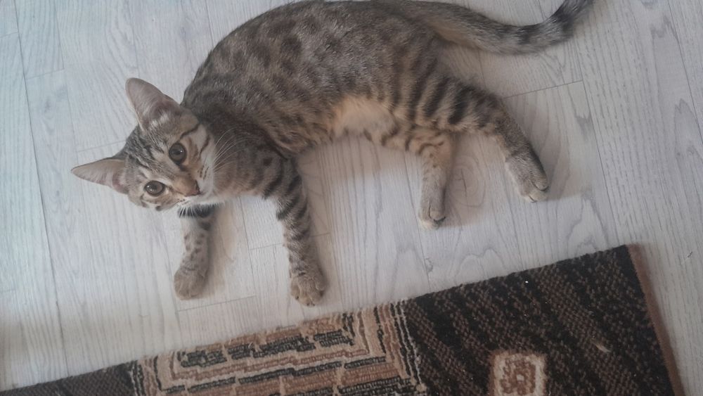 Котёнок бенгальский метис