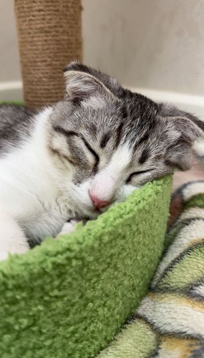 Кошка Шотландская пародия