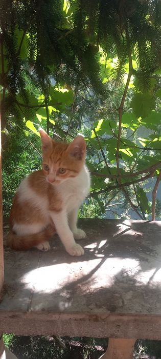 Подарявам Котенца
