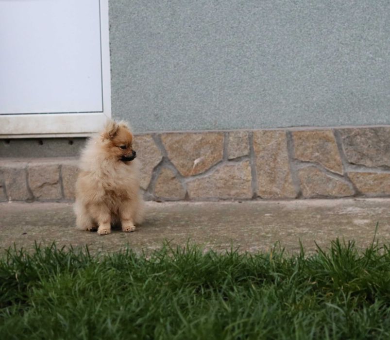 Миниатюрно момиченце померан с родословие FCI