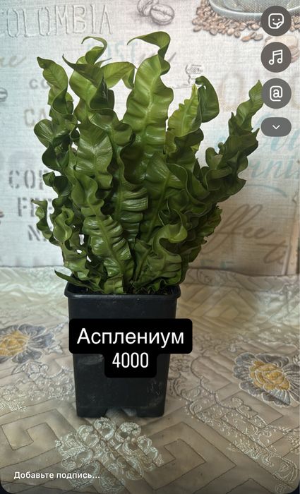 Комнатные цаеты для дома и офиса