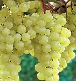 Vita de Vie (De Masa Fără Sâmburi)