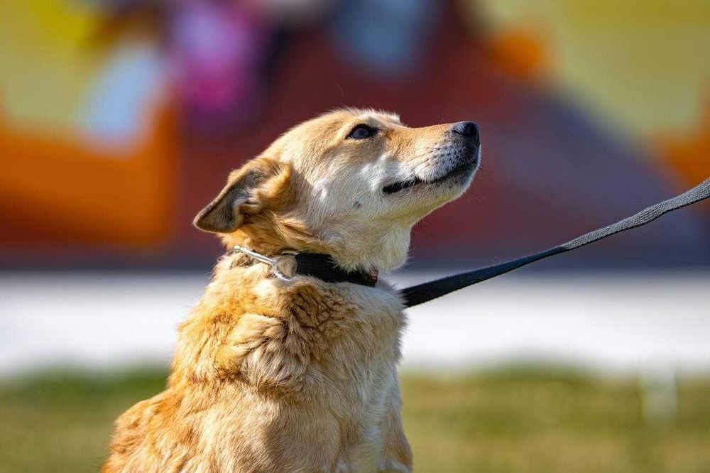 Собака (4 года) в добрые руки