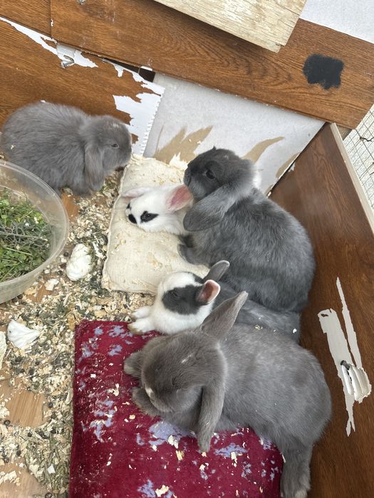 Quyoni bolari yaxshi zotli xammasi zor xolatda