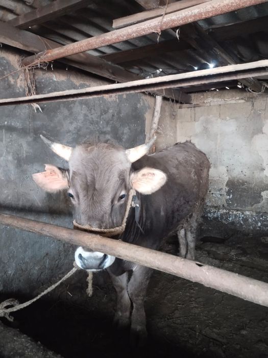 Бұқа сатылады-прдам