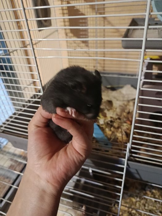 Продам сирийских хомяков