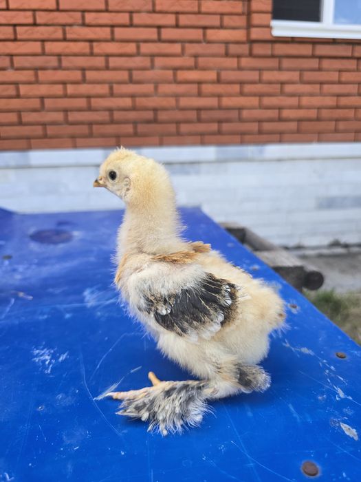 Продам!  Петушков! Цыплята!
