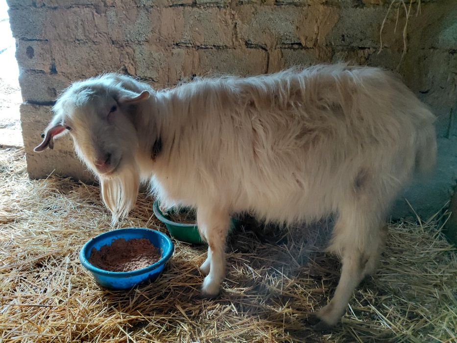 Теке Сатылады. Мм