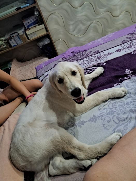 Продам золотистого ретривера.