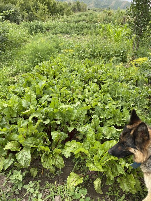 Продам дом с большим участком