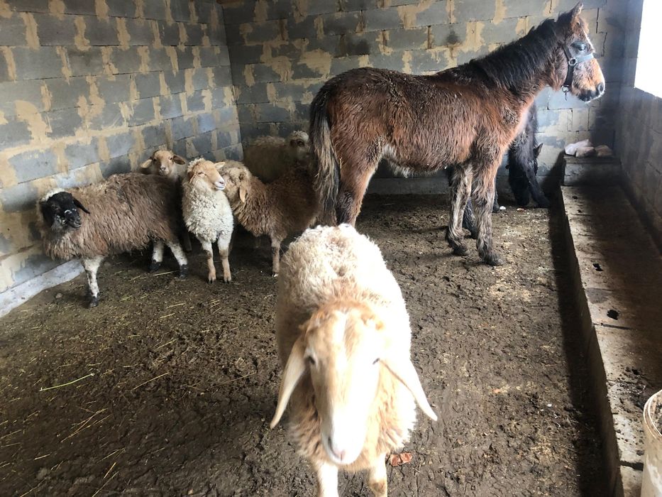 Жабағылар сатылады