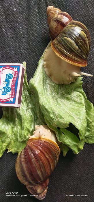 Улитка Африканская Архахатин