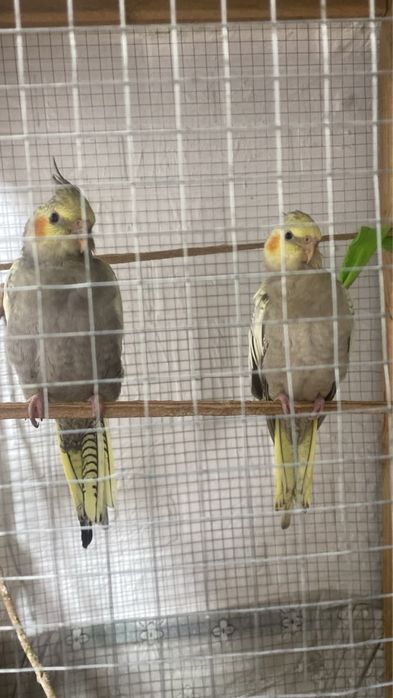 Продам Корелл!! 1,5 месяца